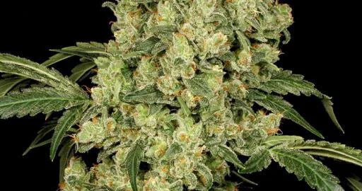 AK-47 #3