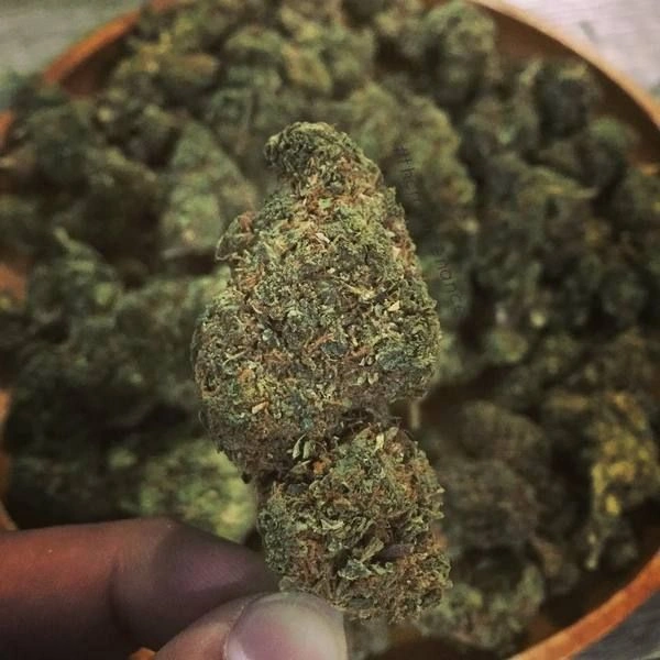 Alien Dawg #2