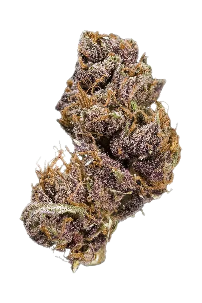 Black Domina