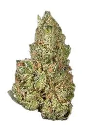 Blueberry Headband #2