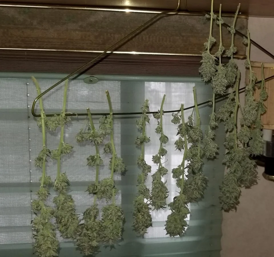Blueberry Headband #2