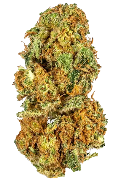CBD Shark #2