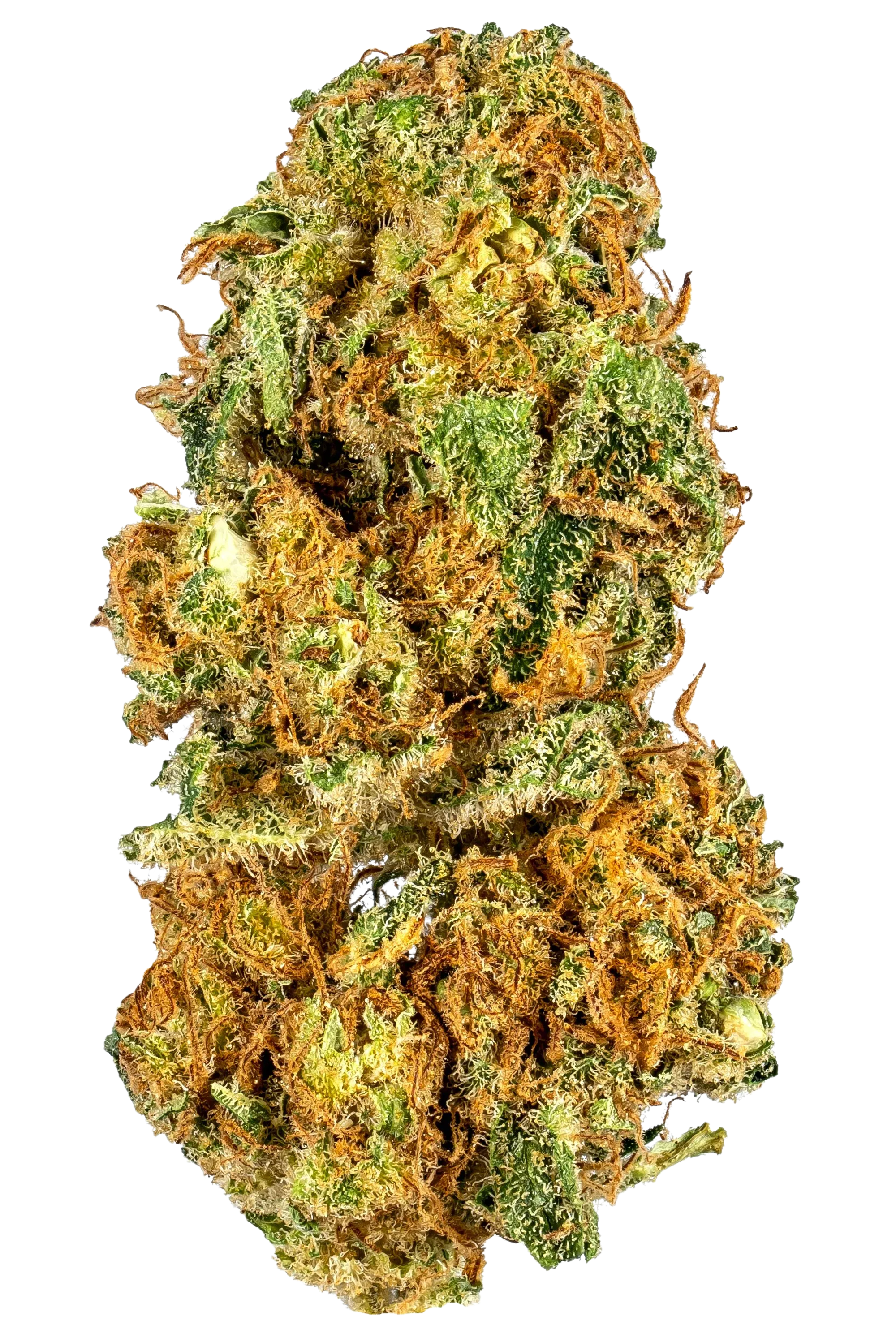 CBD Shark