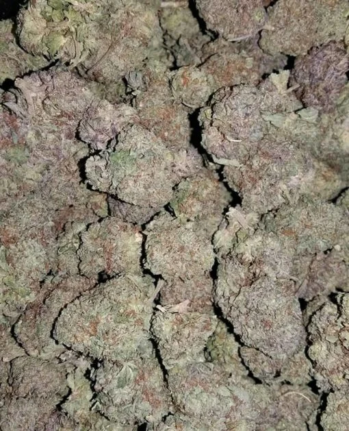 Cheese Quake #2