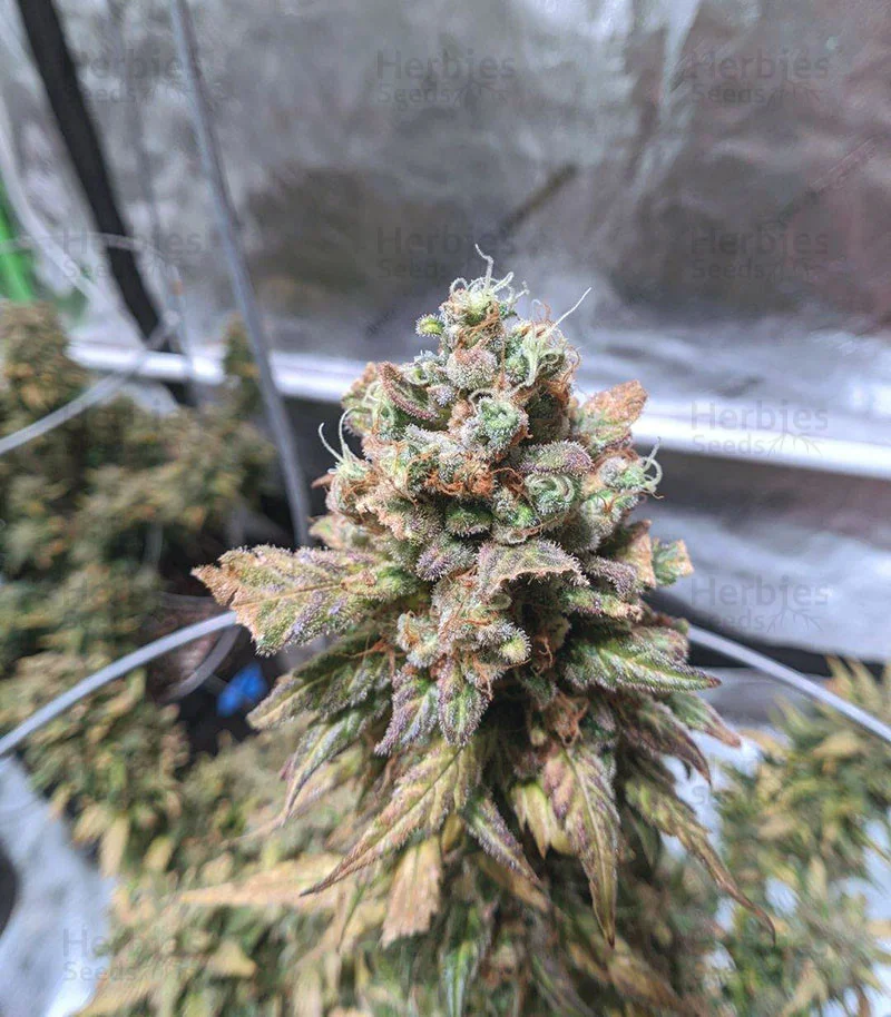 Chemdawg