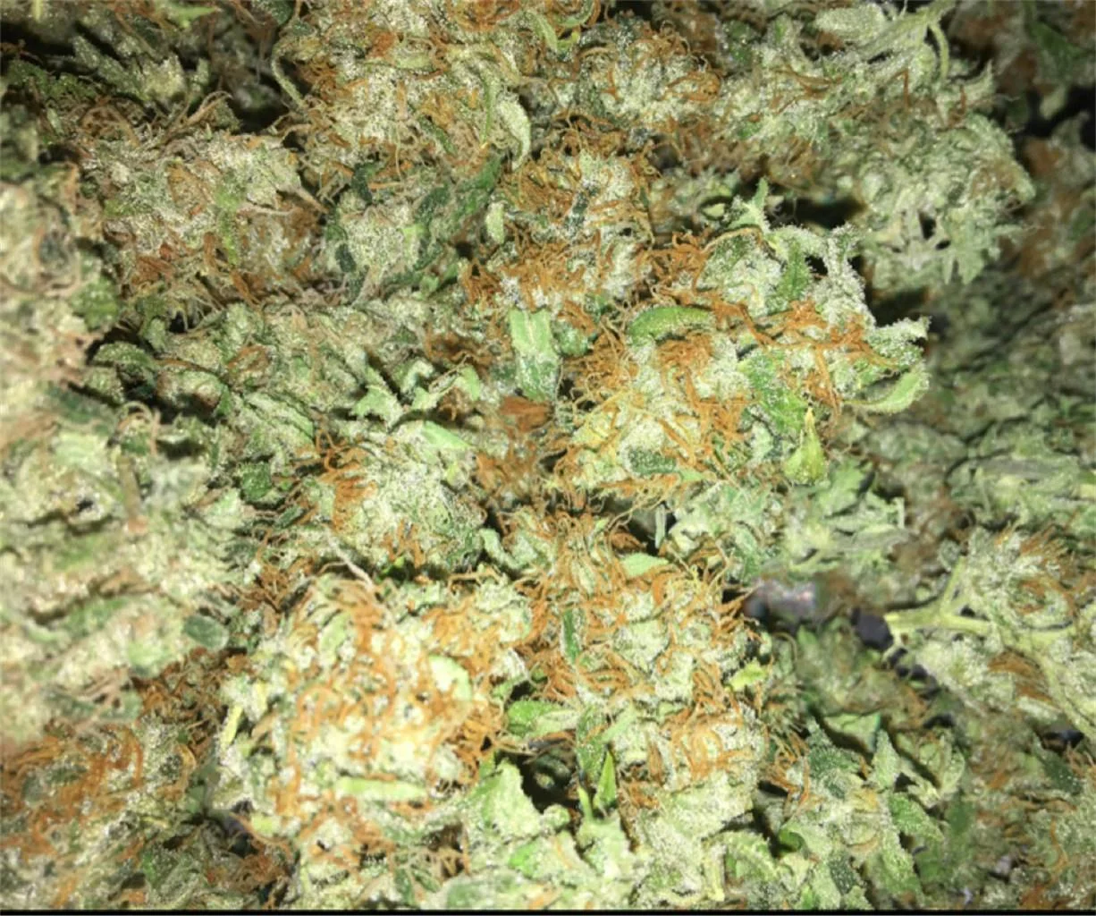 Chocolope #2