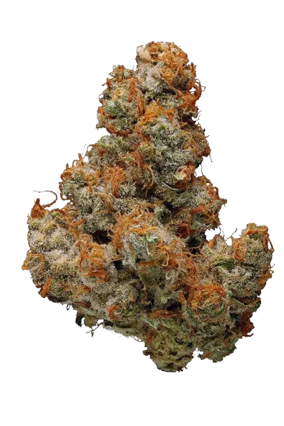 Chocolope