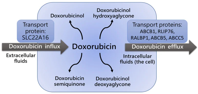 DOx Compounds
