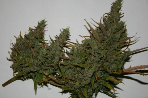 Forbidden Fruit #2