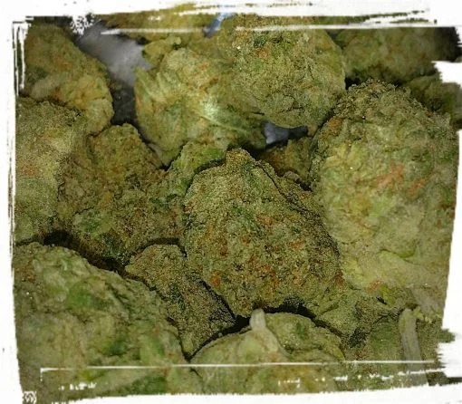 Gorilla Glue