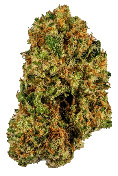 Harlequin #2