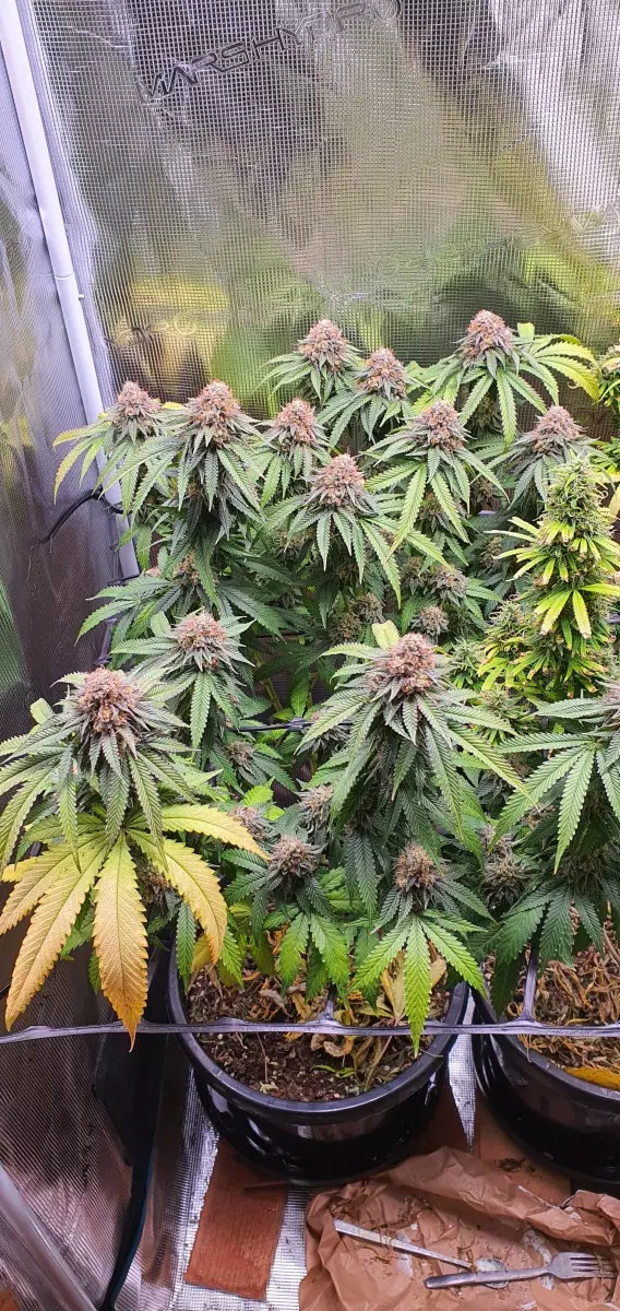 Mimosa #3