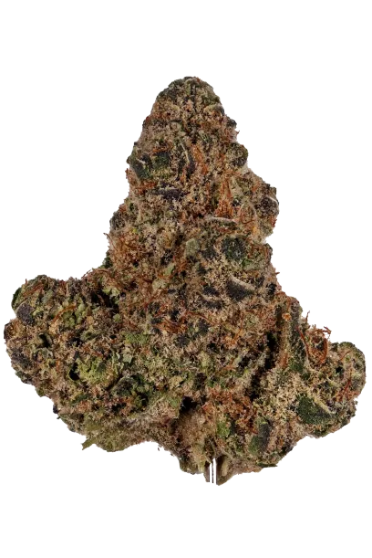 Mimosa #2