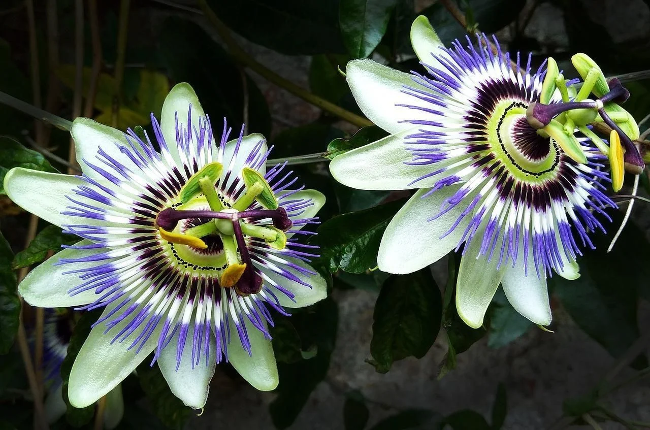 Passionflower standardized