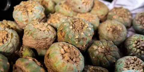 Peyote Extract