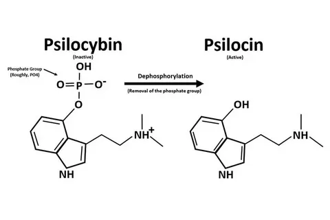Psilocin