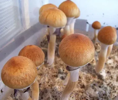 Psilocybe Cubensis Extract