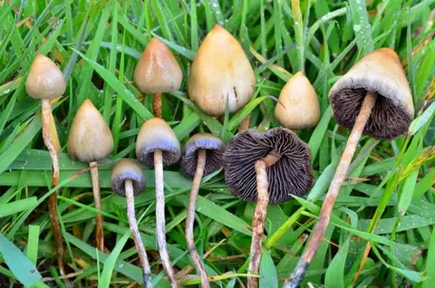 Psilocybe Semilanceata Extract
