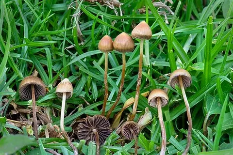 Psilocybin