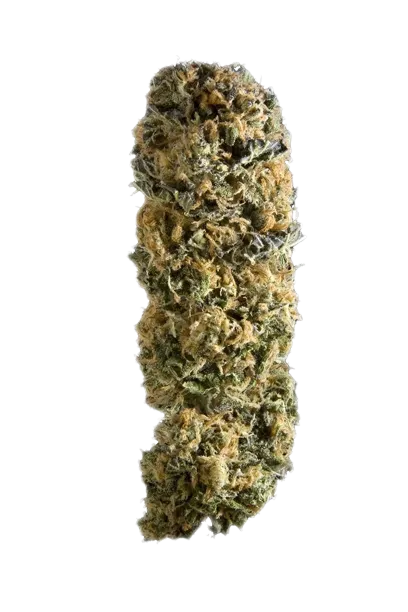 Sensi Star