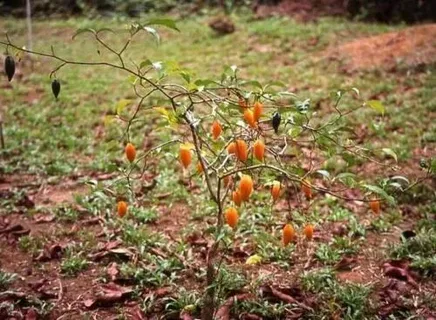 Tabernanthe Iboga Extract