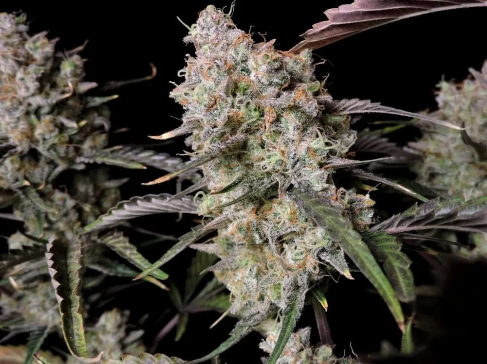 Zkittlez (Original)