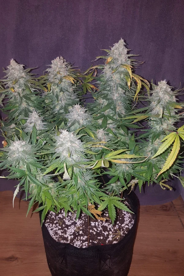 Zkittlez
